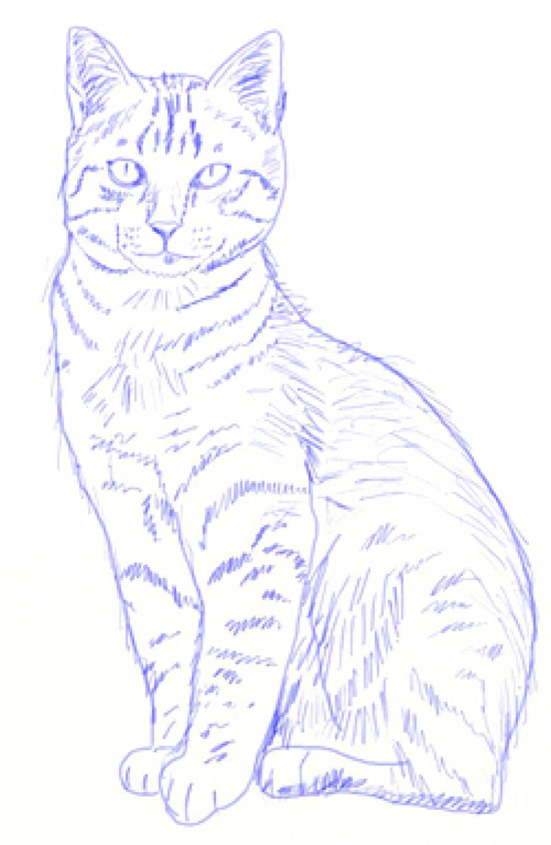How To Draw A Realistic Cat The Nation Latest News