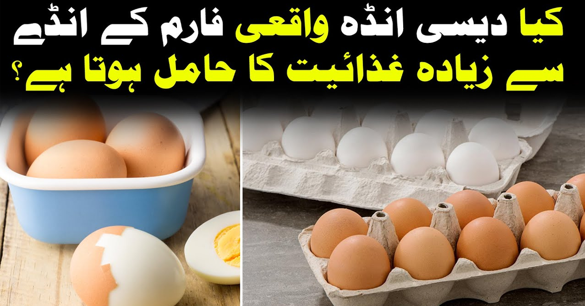 کیا دیسی انڈہ واقعی فارم  کے انڈے سے زیادہ فائدہ مند ہوتا ہے؟ ماہرین نے دونوں انڈوں کا فرق واضح کر دیا