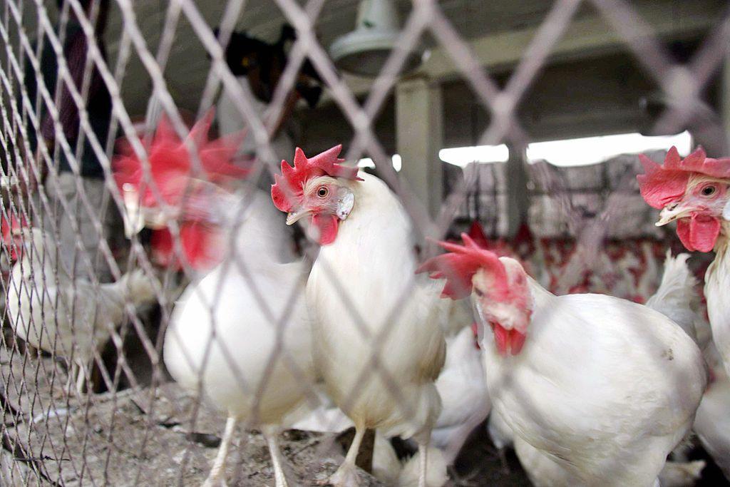 پاکستان میں مرغی کے گوشت کی قیمت کو پر لگنے کی وجہ چوزوں کی افغانستان برآمد ہے یا مہنگی فیڈ؟