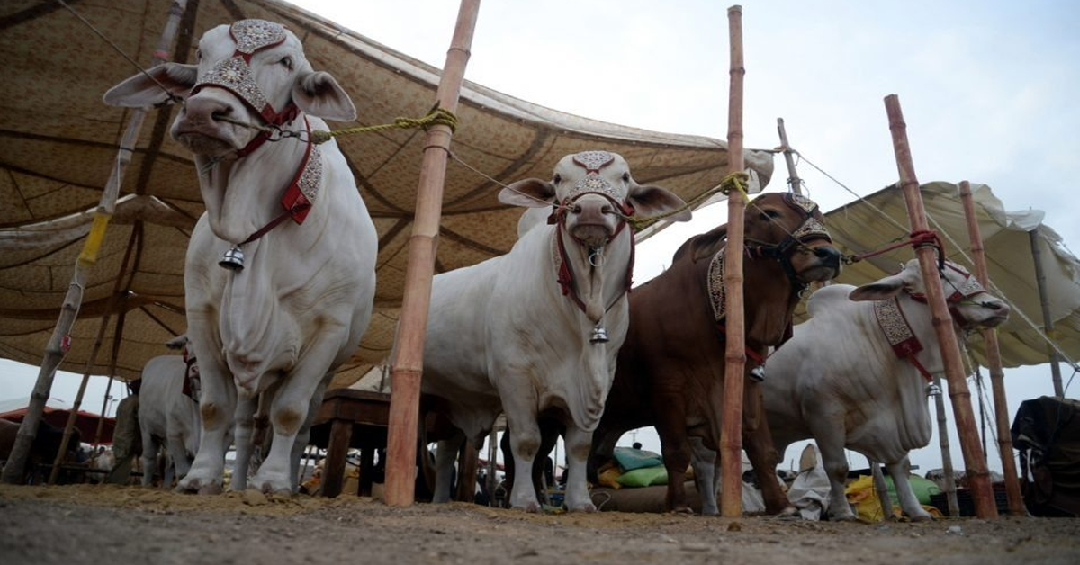 کراچی میں مویشی منڈی کا آغاز 10مئی سے ہوگا