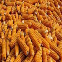  Timely maize cultivation can produce 100-120 maun...